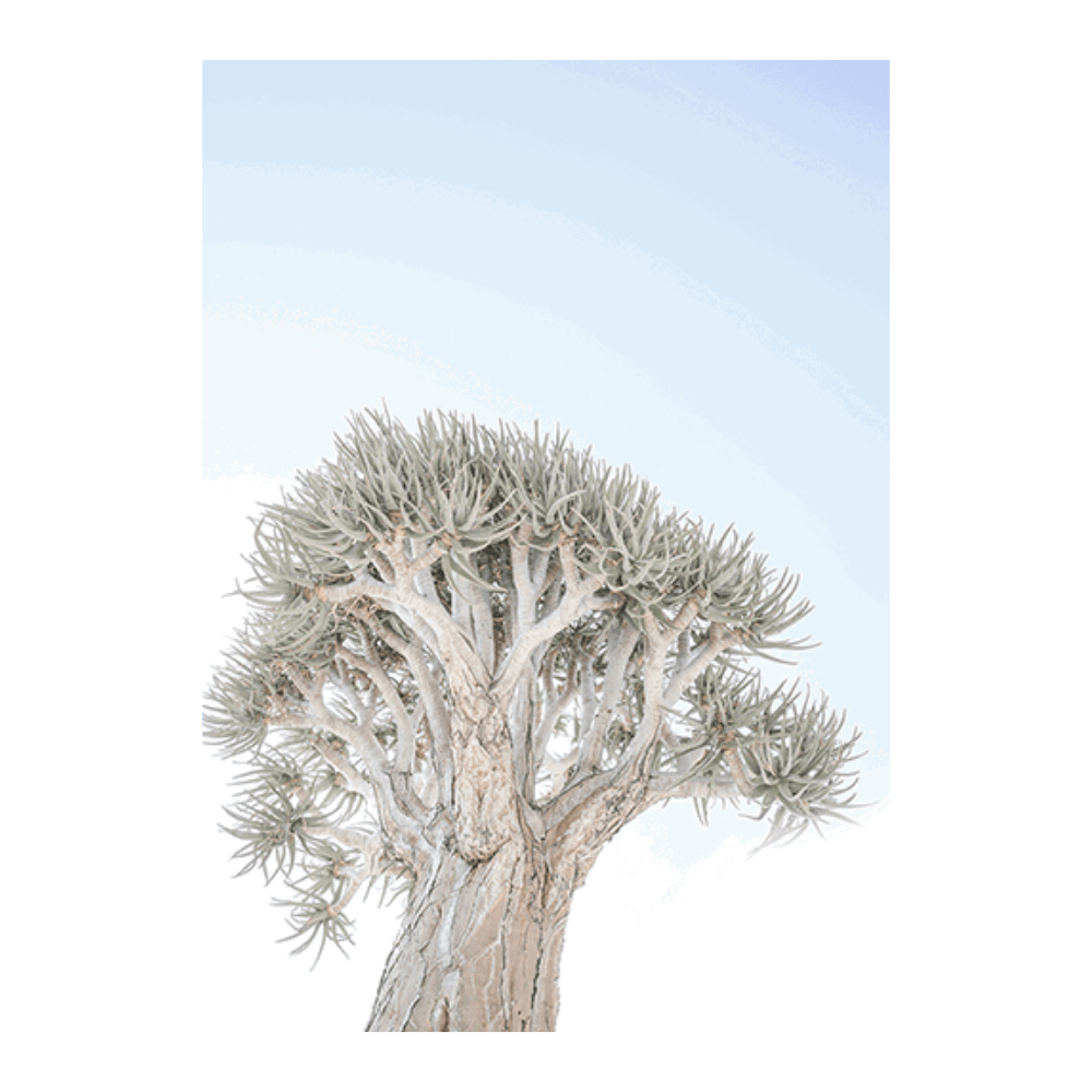 Quiver Tree
