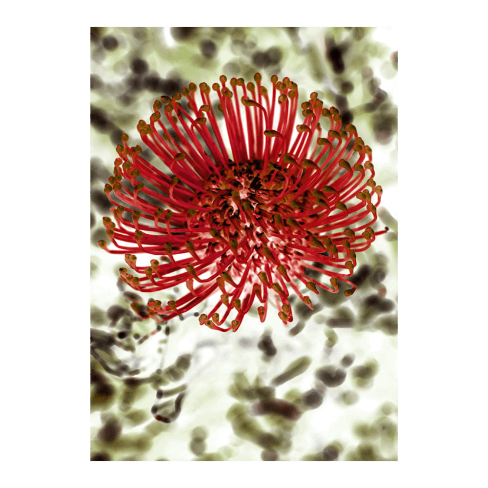 Pincushion II