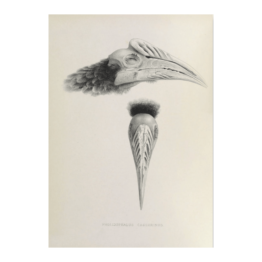 Pholidophalus Casaurinus
