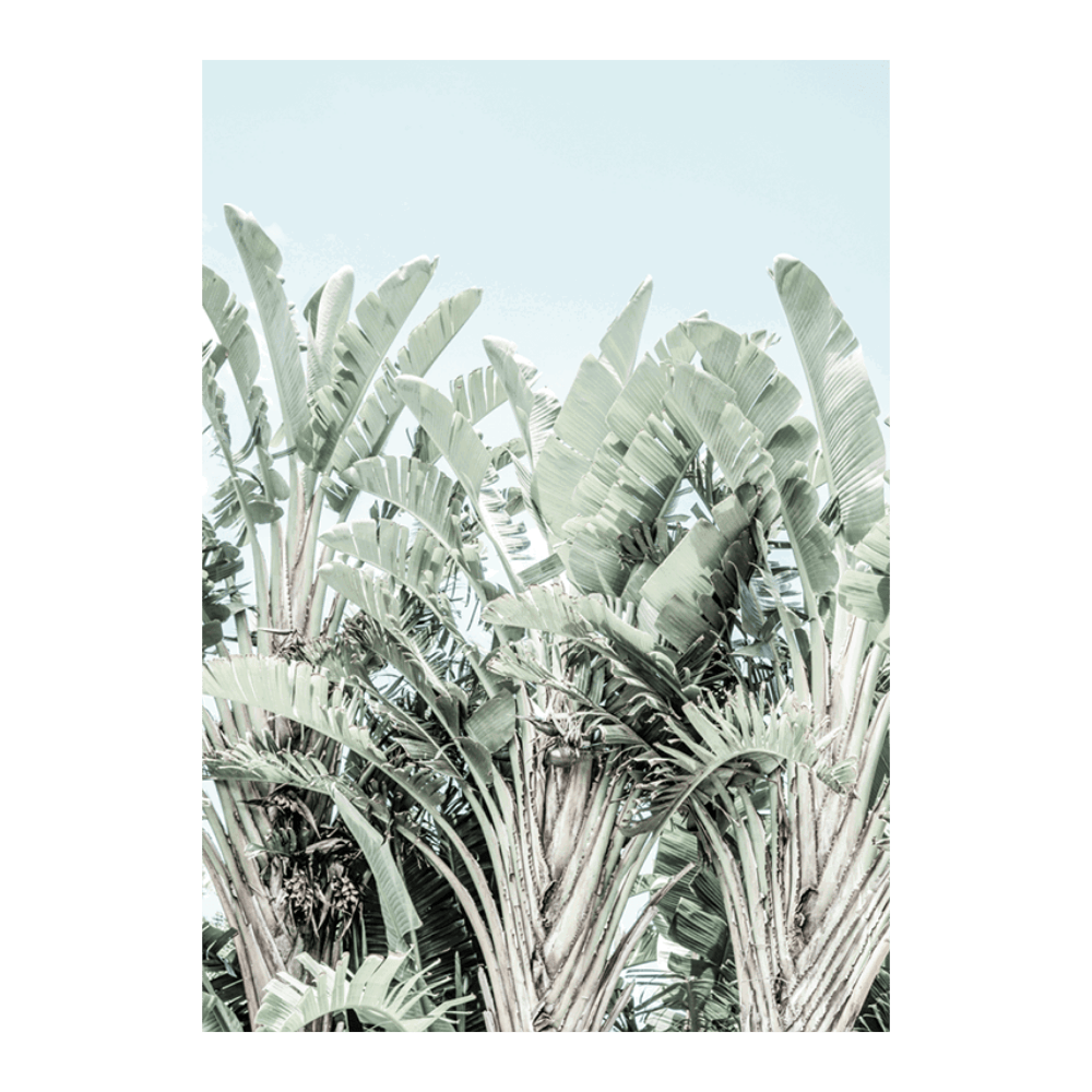 Tropicana