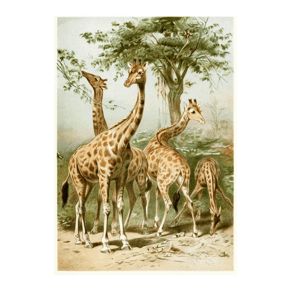 South African Giraffes (100% off)