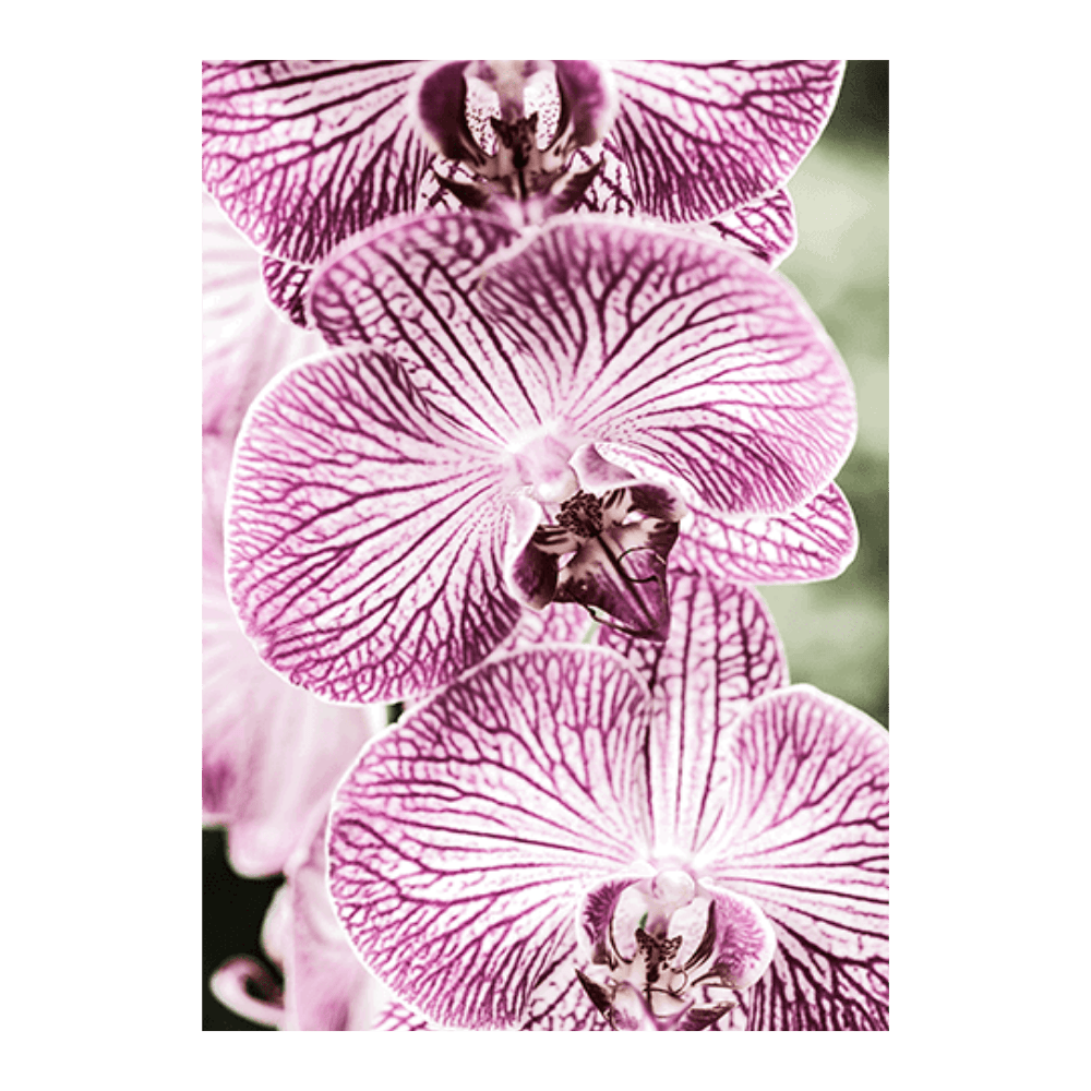 Tiger Blooms