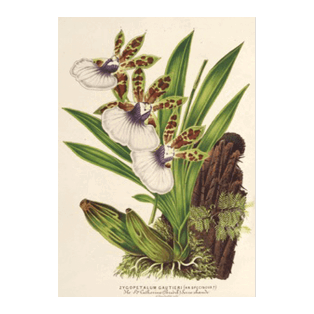 Zygopetalum Gautieri (1854-1896)