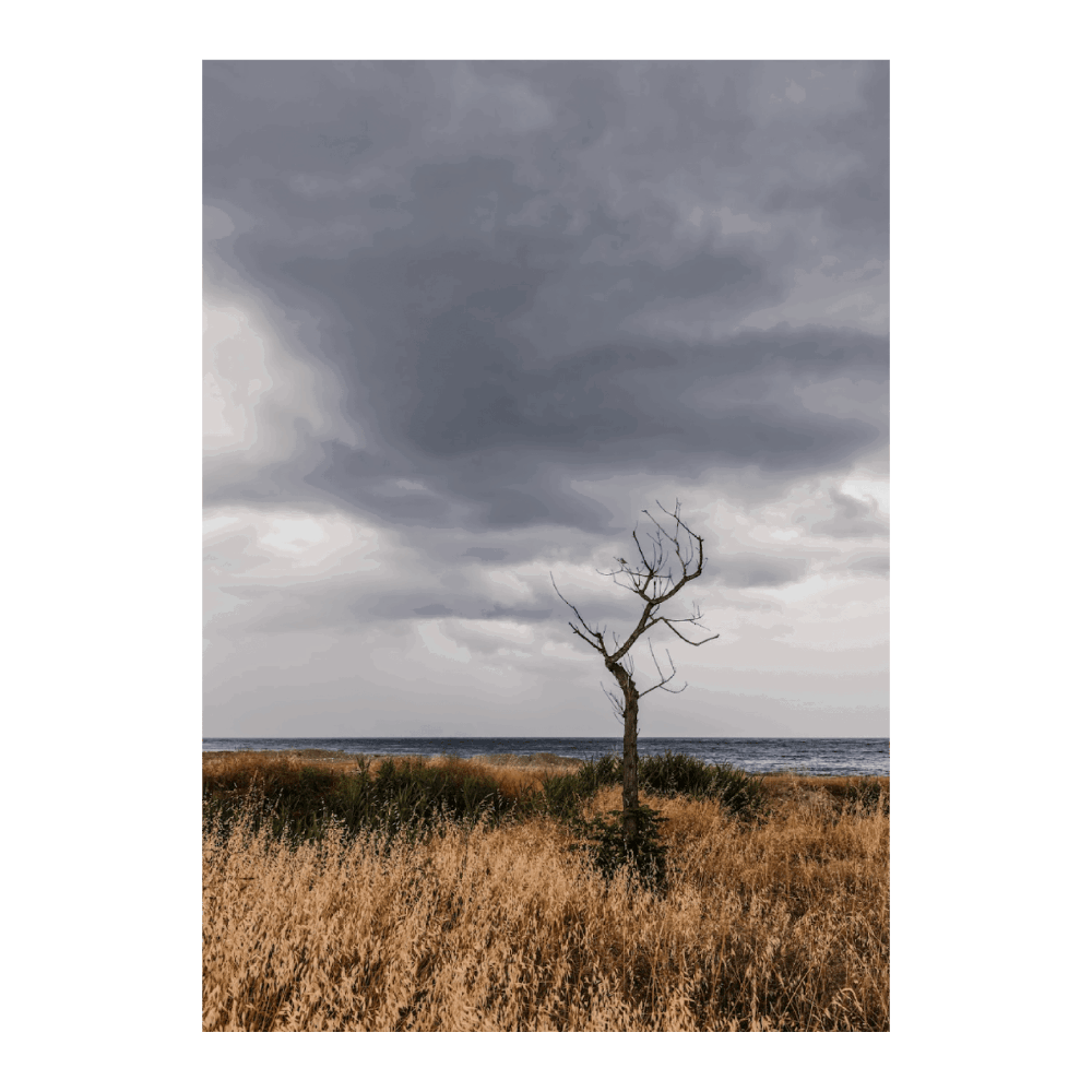 Tree At The Beach