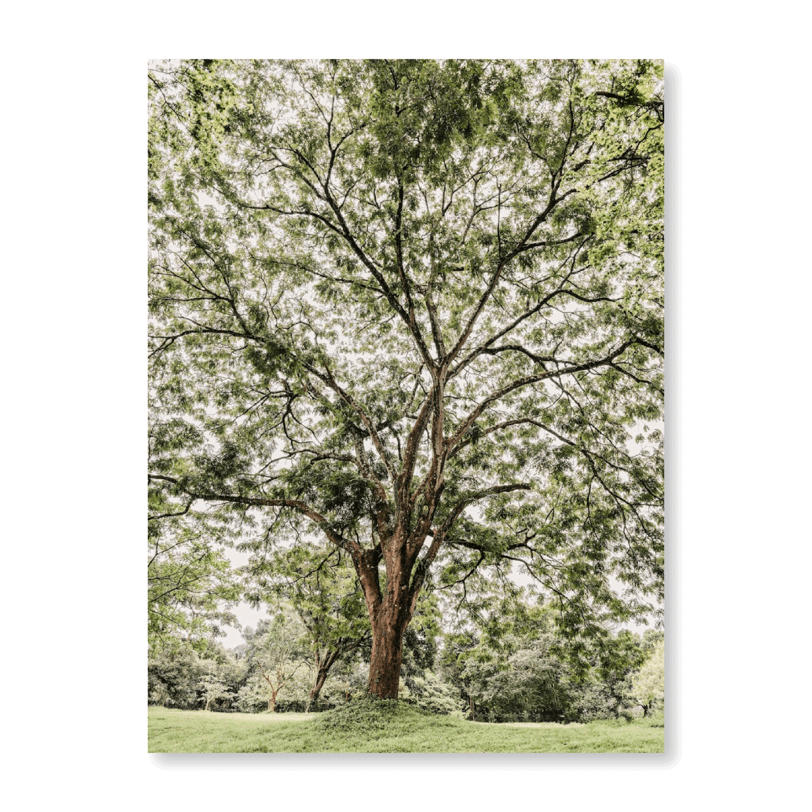 Tree In A Botanical Garden - Jasper & Jute