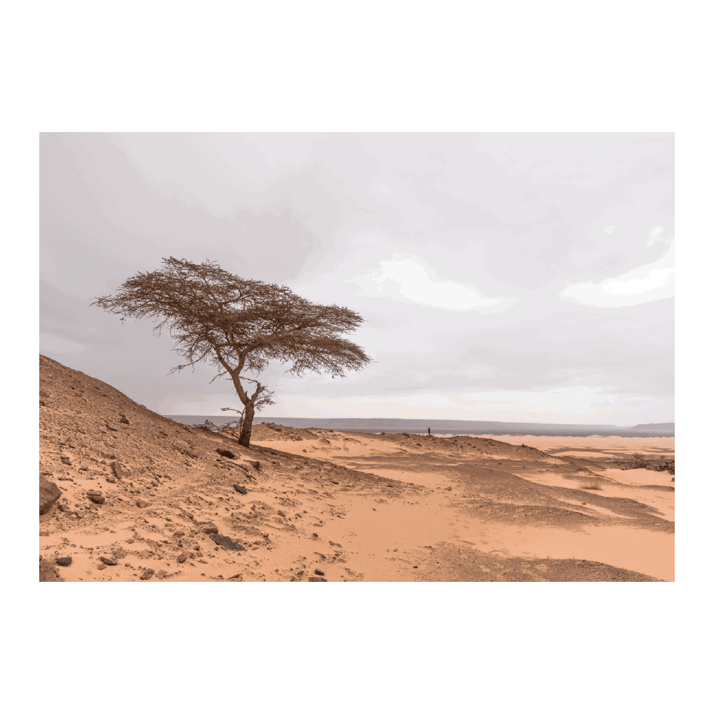 Tree In The Sahara Desert