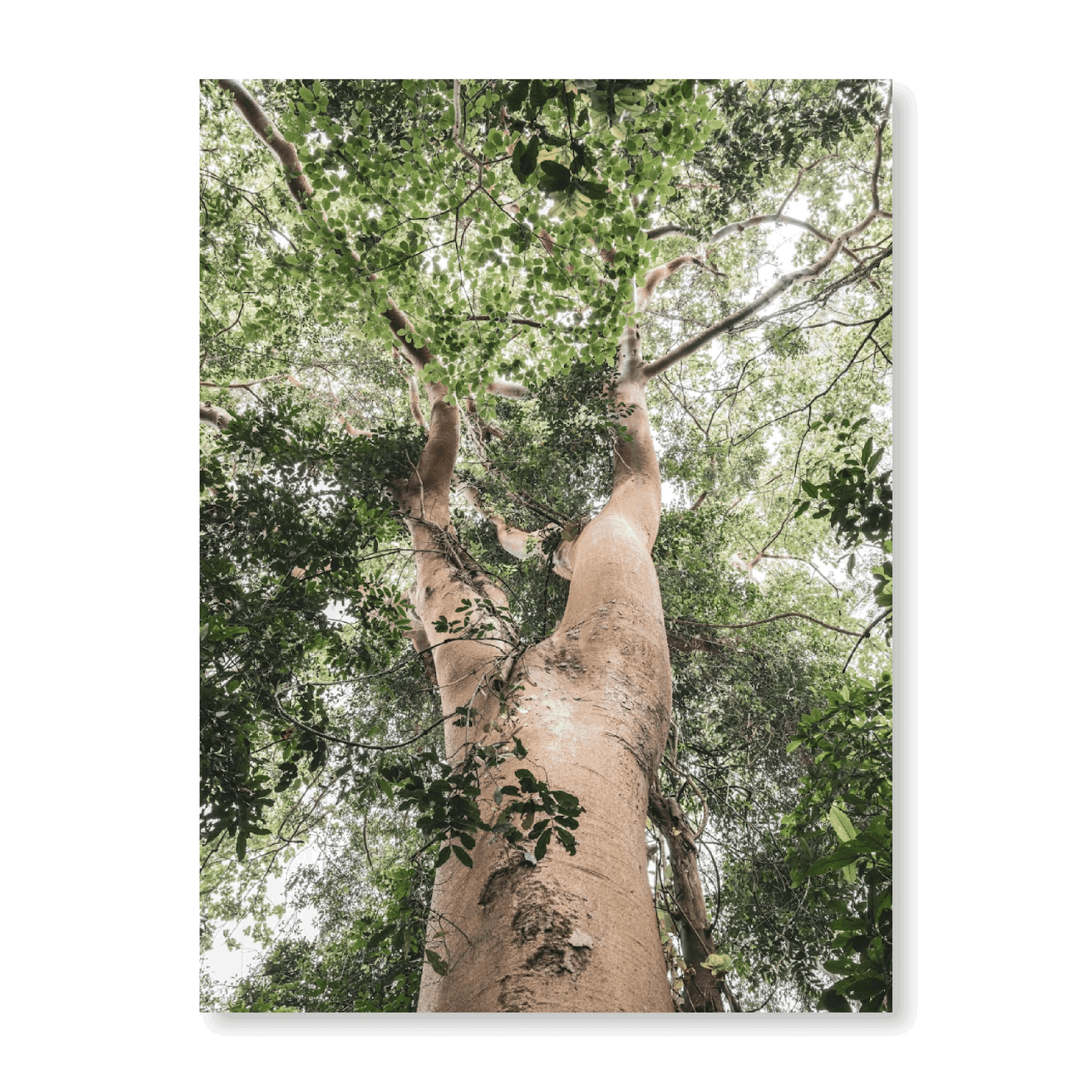 Tropical Tree In The Forest - Jasper & Jute