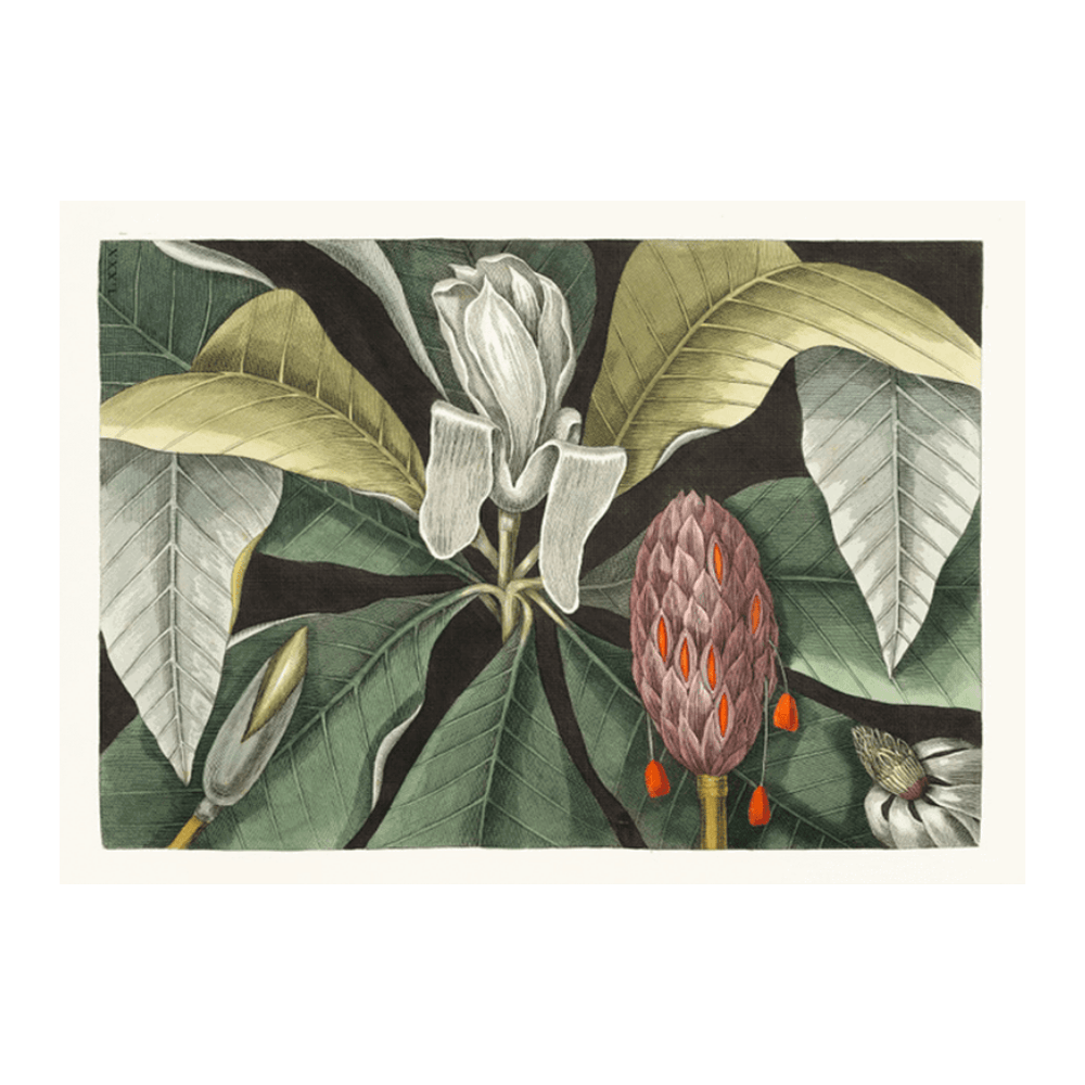 Umbrella Tree (Magnolia)