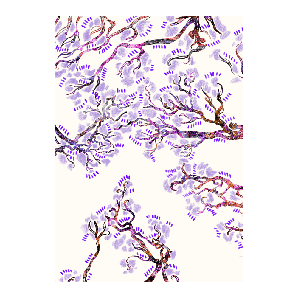 City Of Jacarandas
