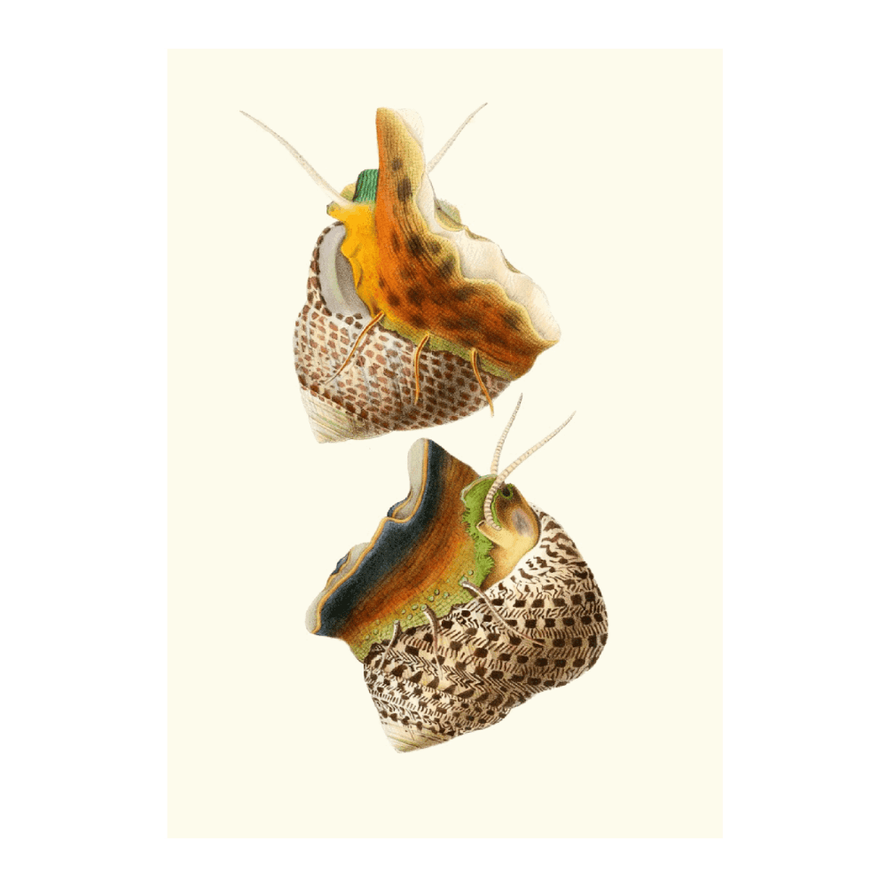 Trochus Turbinas (1870)