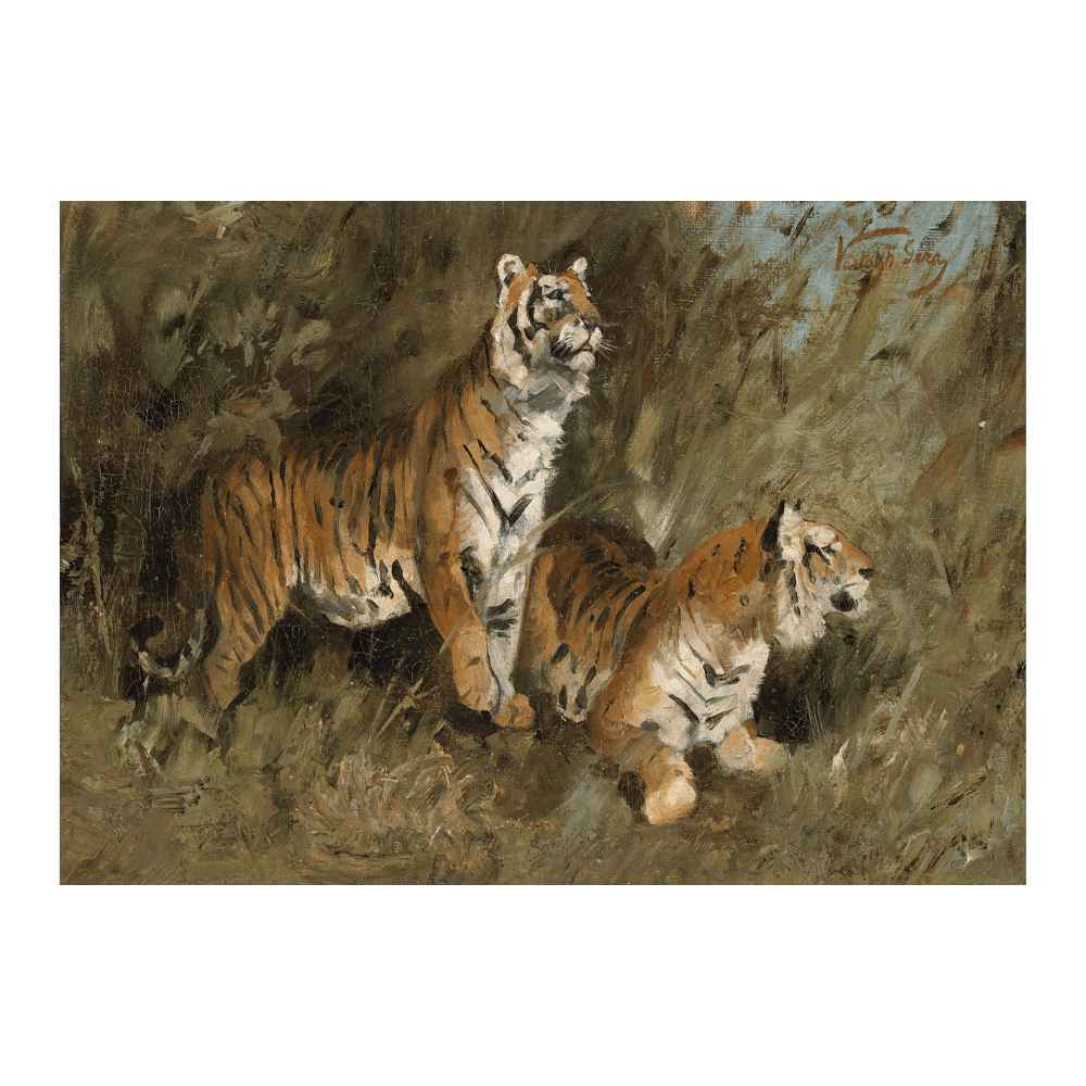 Tiger Im Hohen Gras