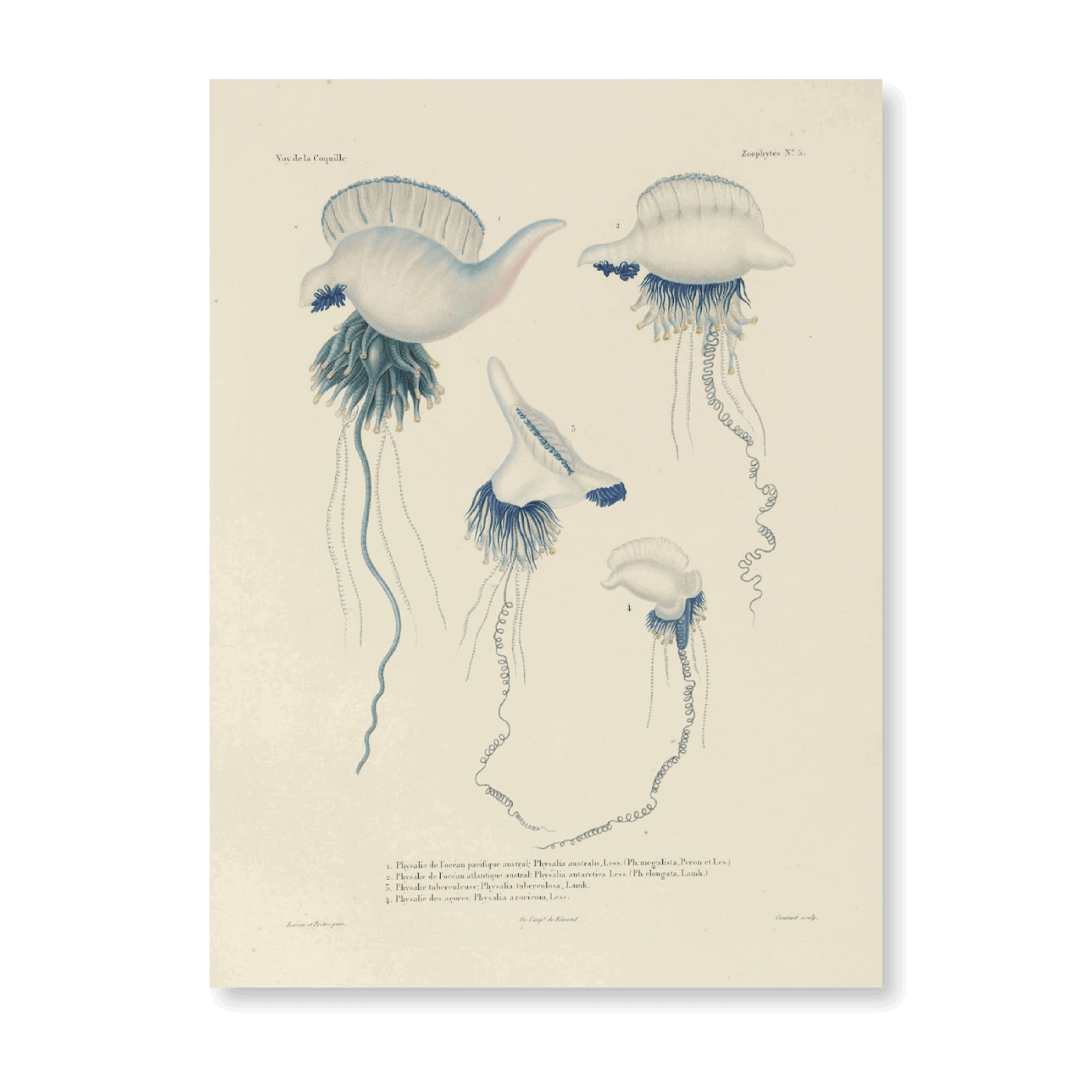 Voyage Autour Du Monde PI XCII - Jasper & Jute