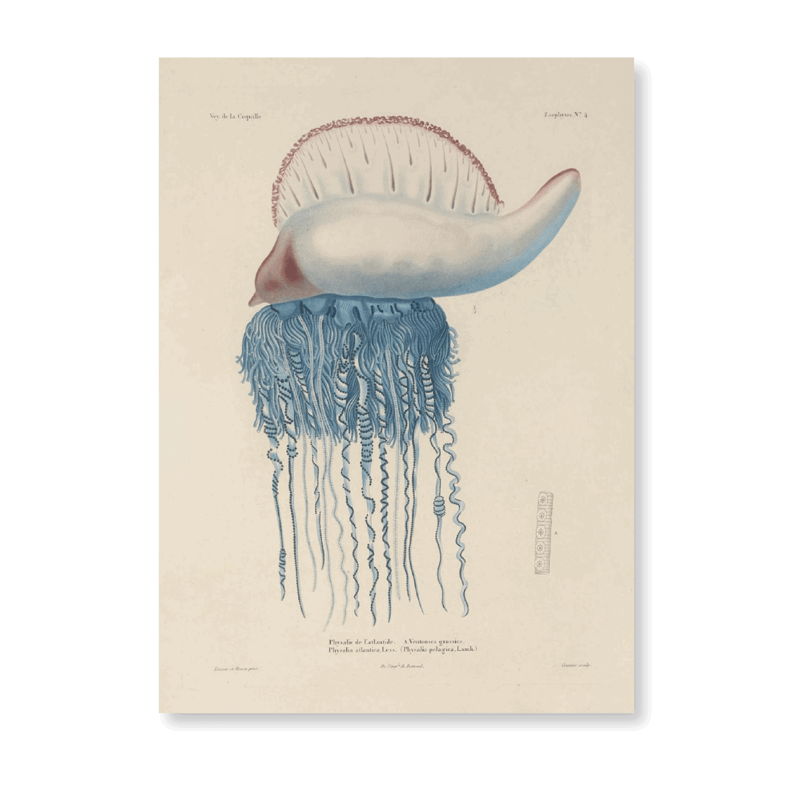 Voyage Autour Du Monde PI XCI - Jasper & Jute