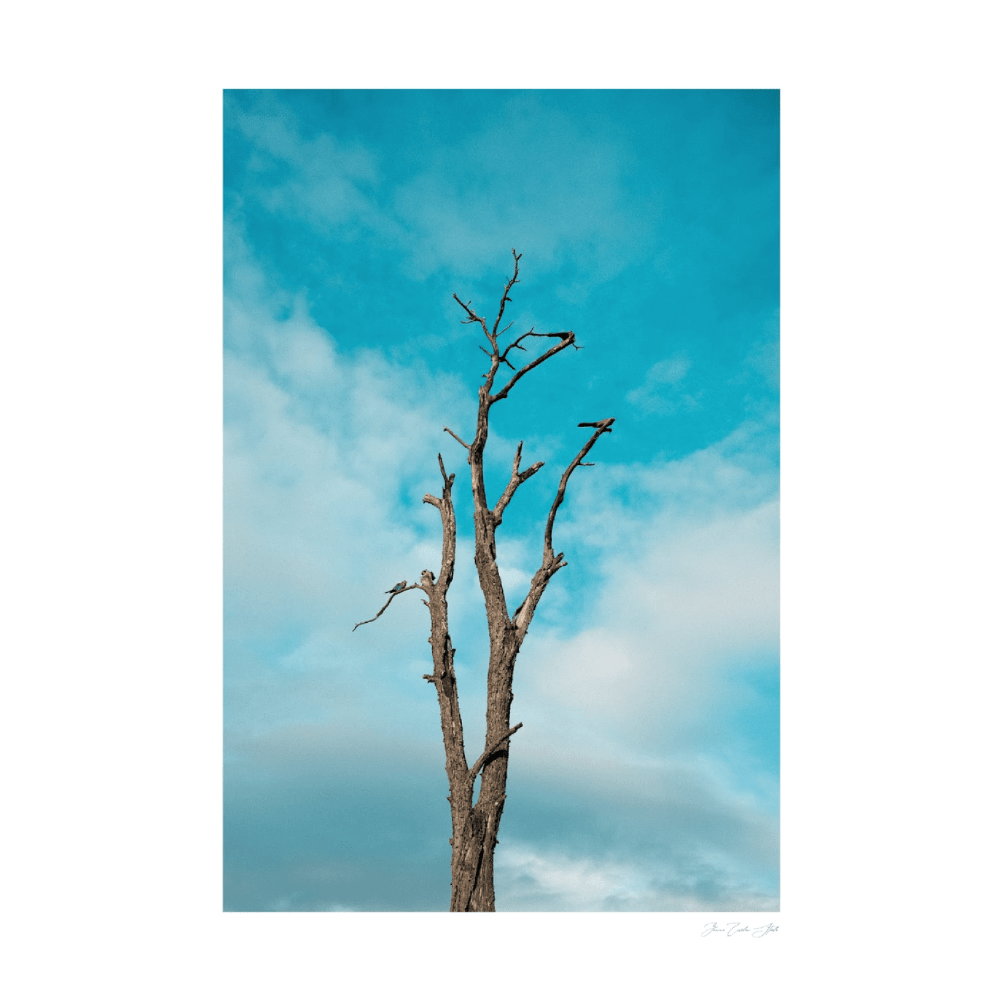Barren