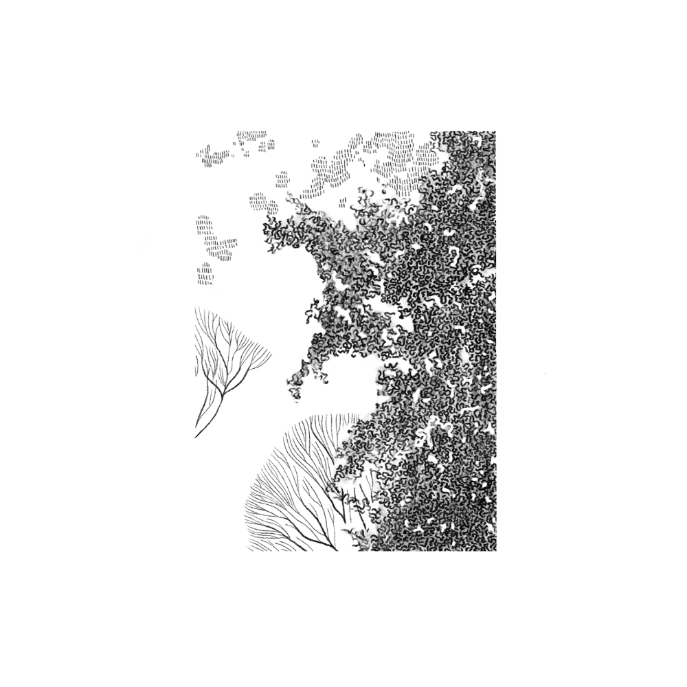 Wild Paths