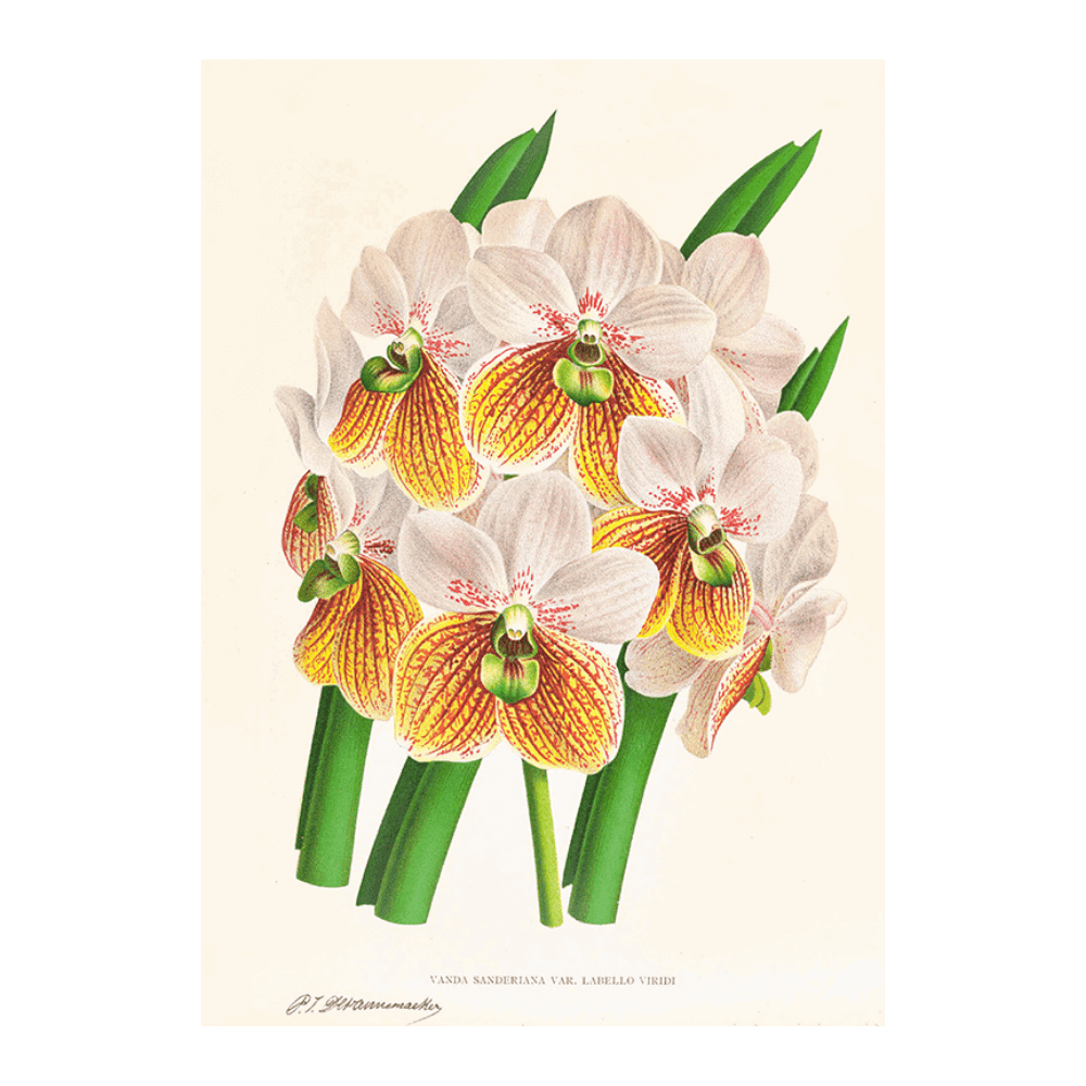 Zygopetalum Intermedium