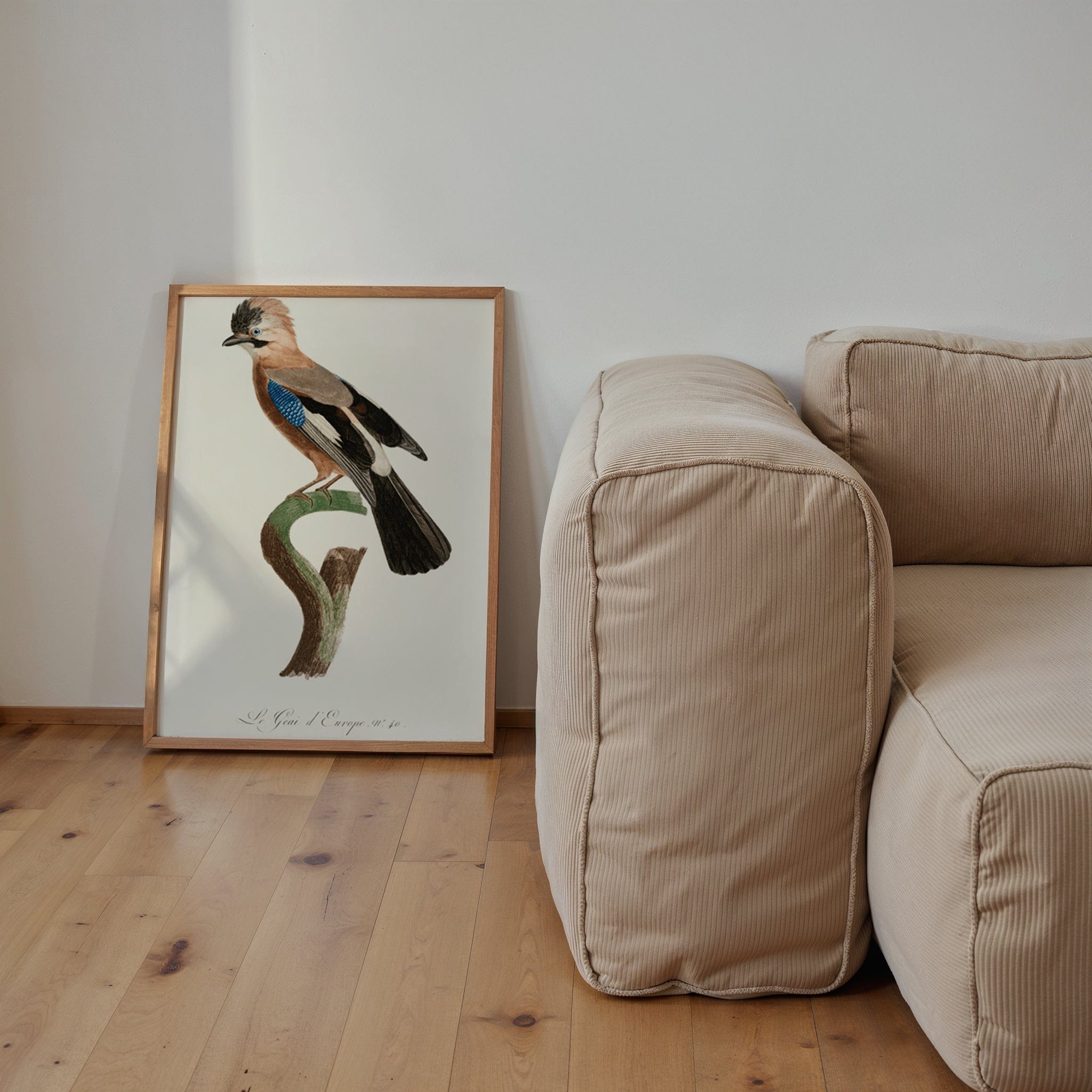 Eurasian Jay