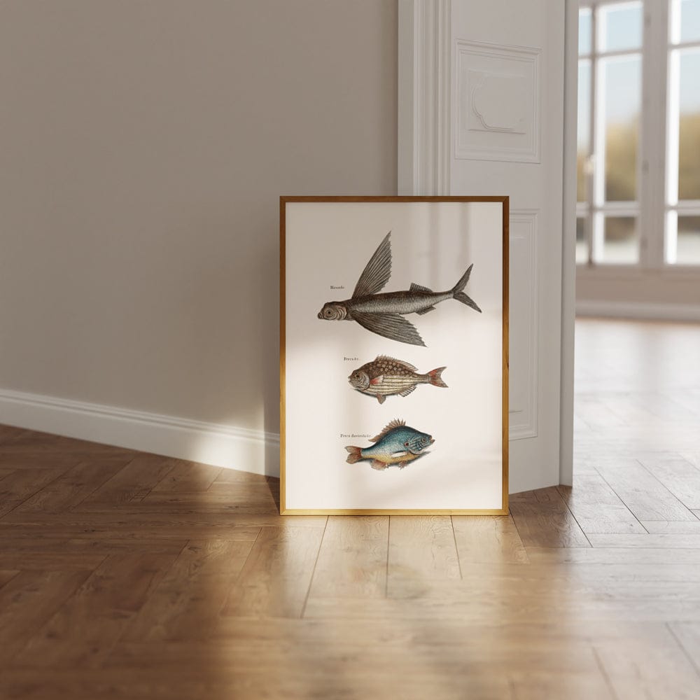 Flying Fish (Hirundo), Rudder Fish (Perca sectatrix) & Perch (Perca fluviatilis)