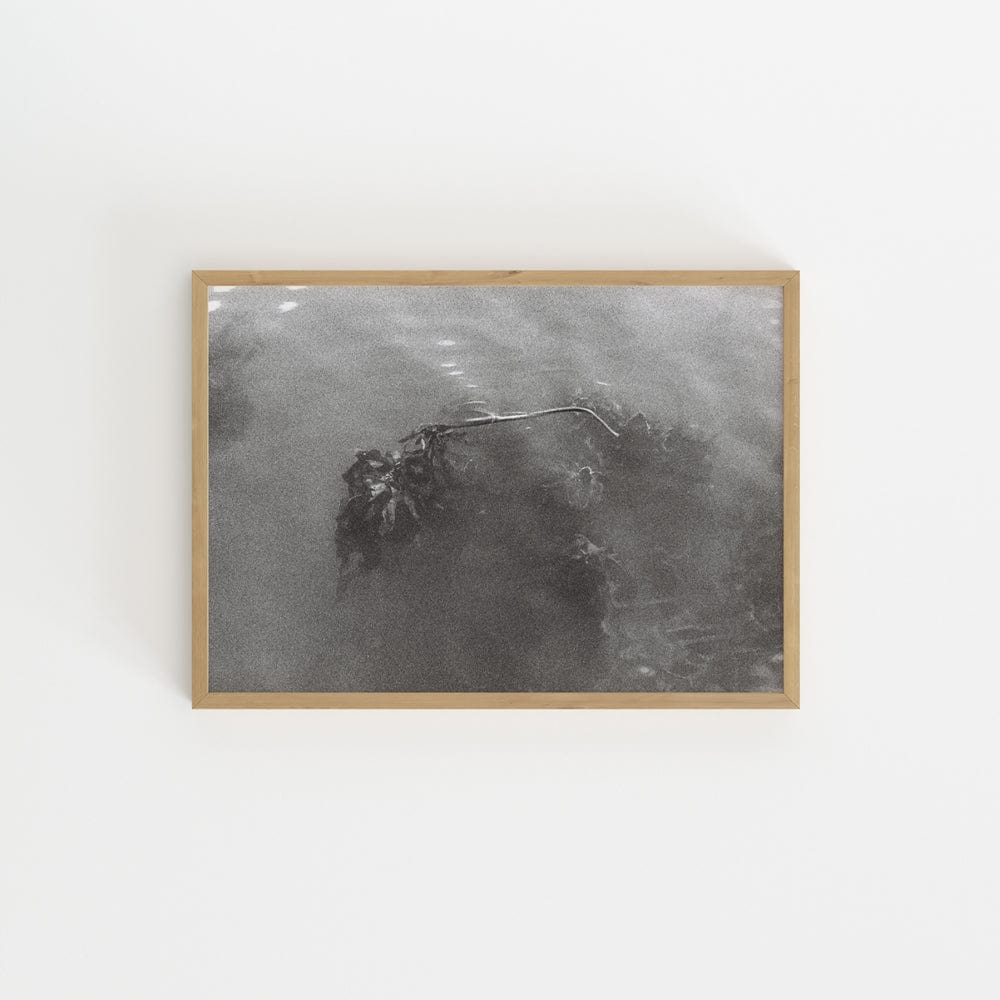 Mystic Kelp