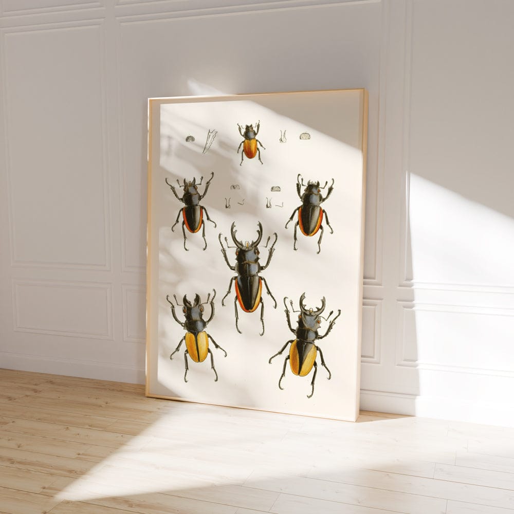 The Cabinet of Oriental Entomology Pl XXVII (1848)