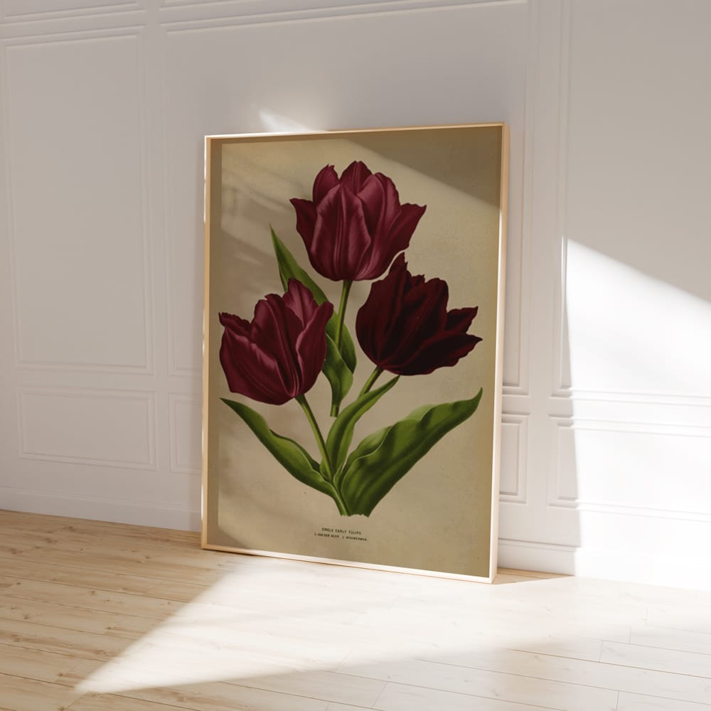 Single Early Tulips (1881)