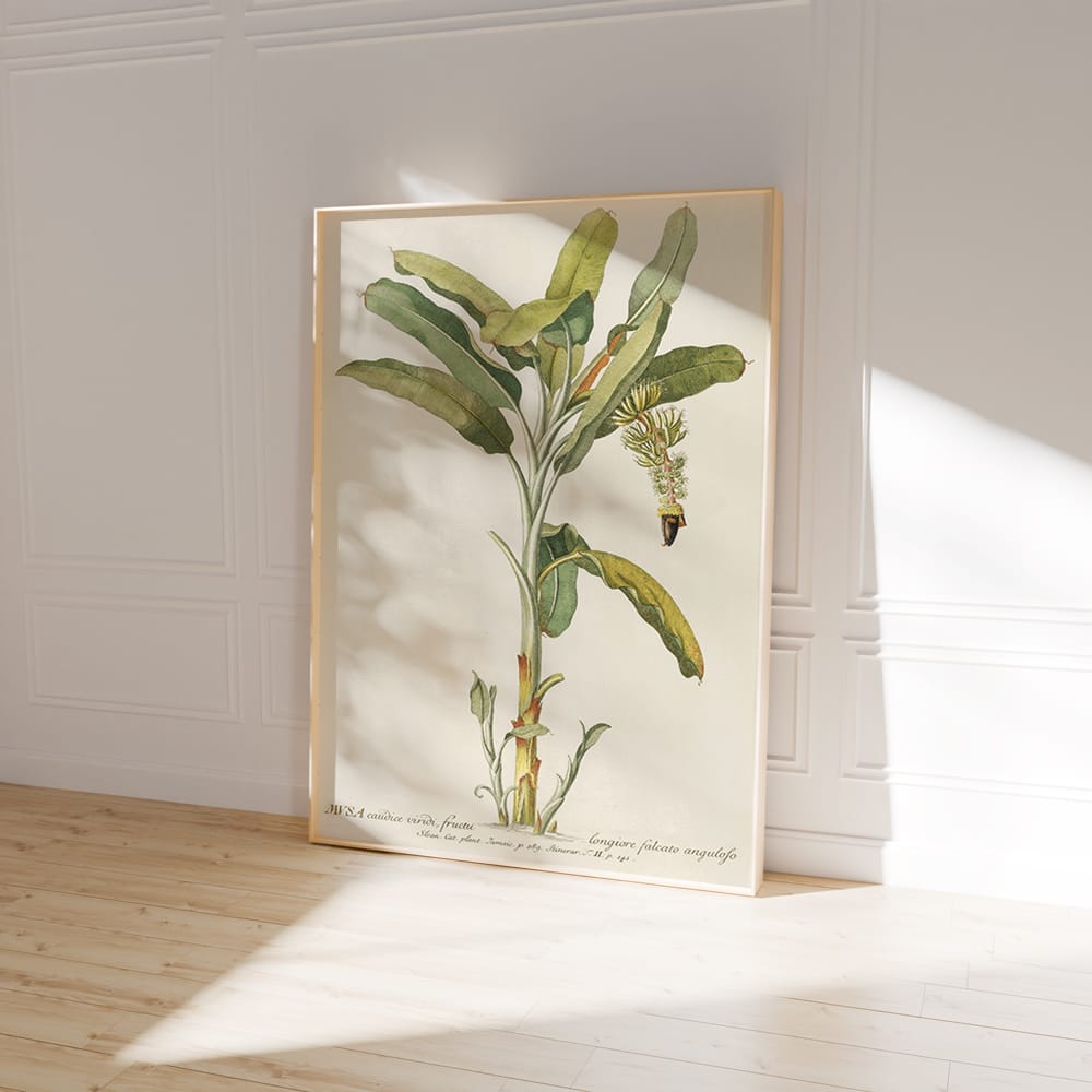 Musa