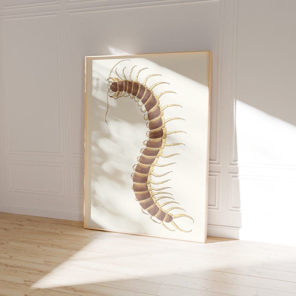 Centipede