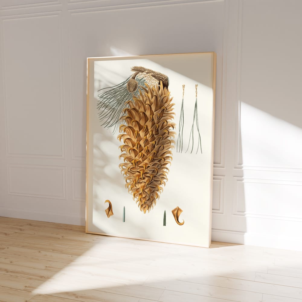 Pinus Coulteri (1837)