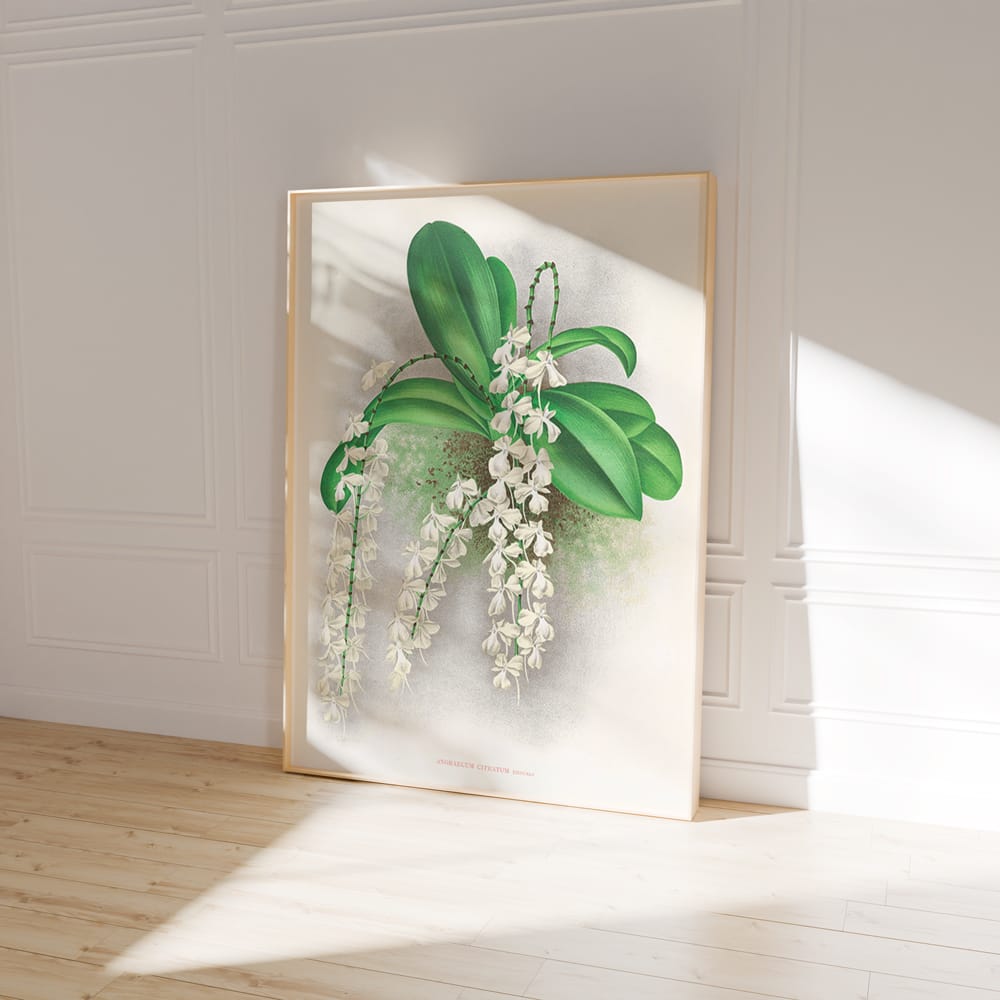 Angraecum Citratum