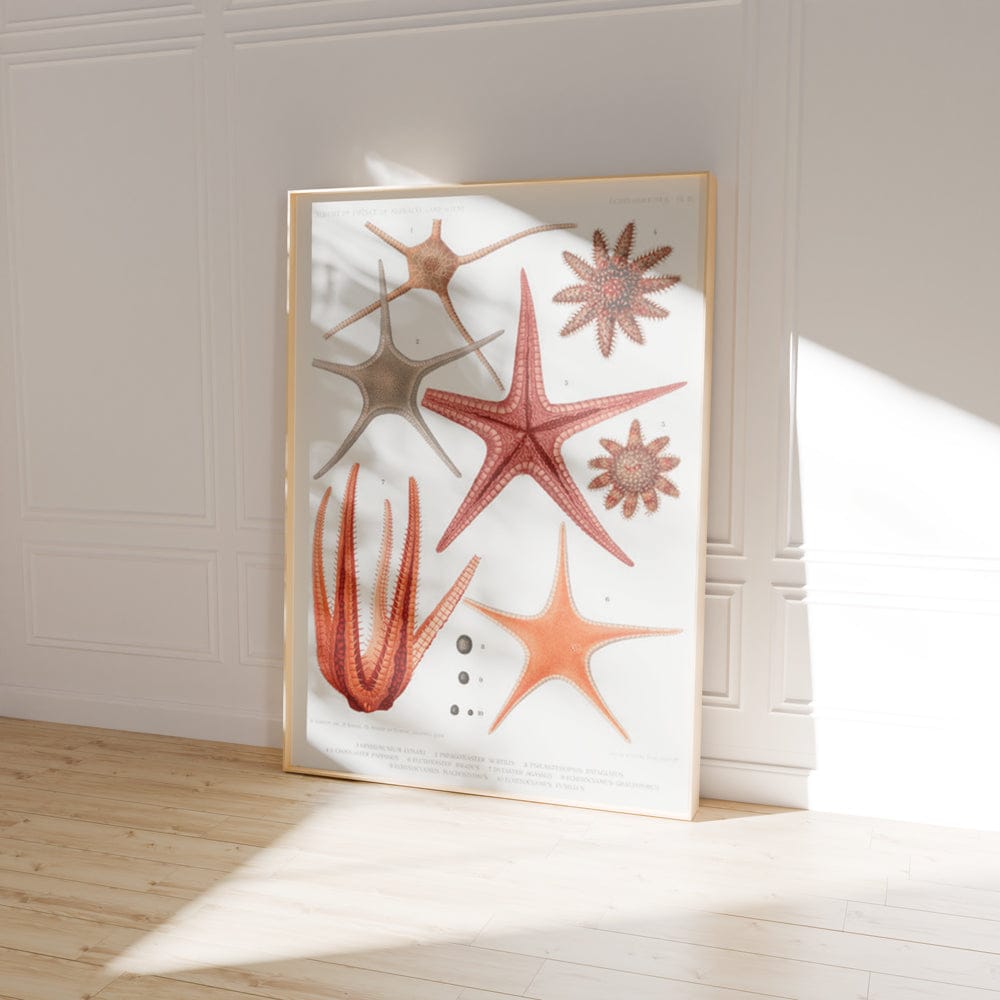 Starfish Varieties II