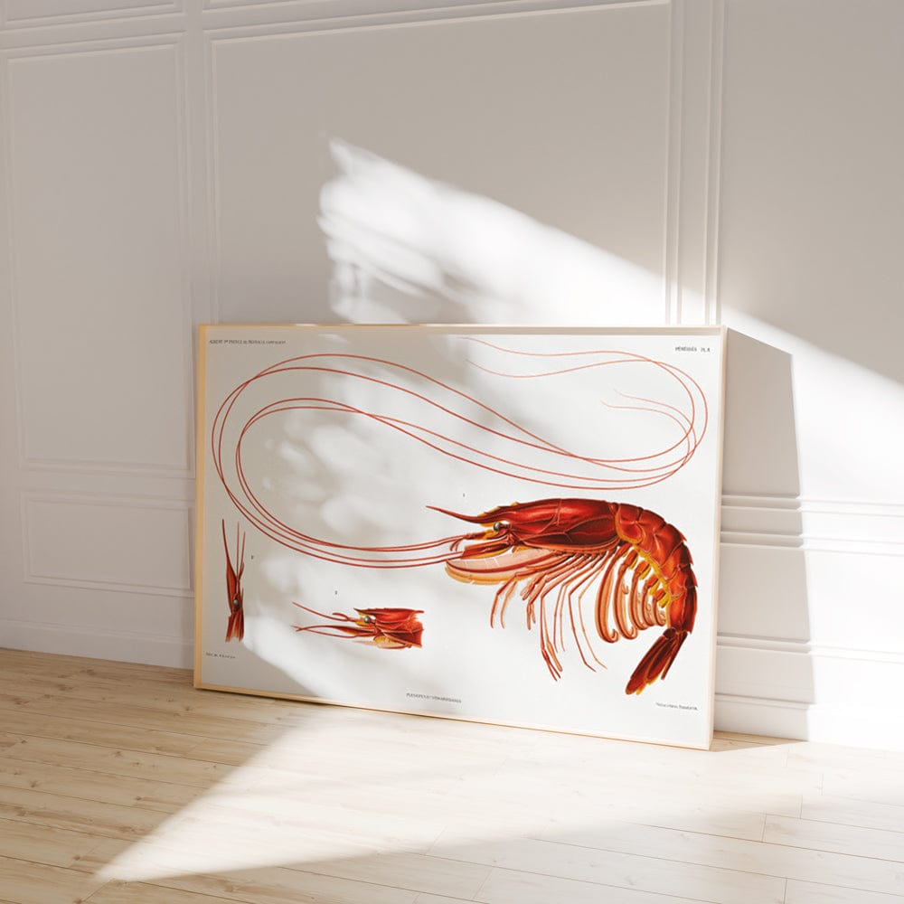 Shrimp Résultats des Campagnes Scientifiques