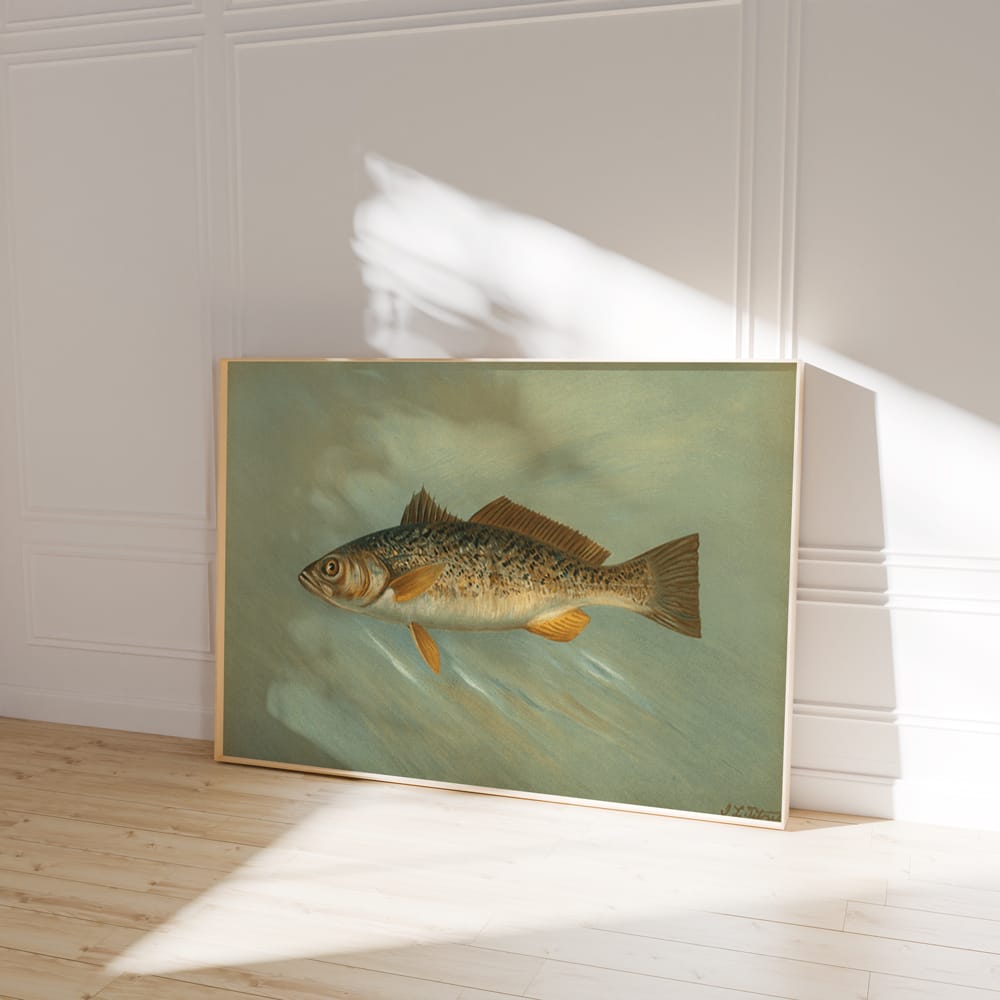 The Spanish Mackerel