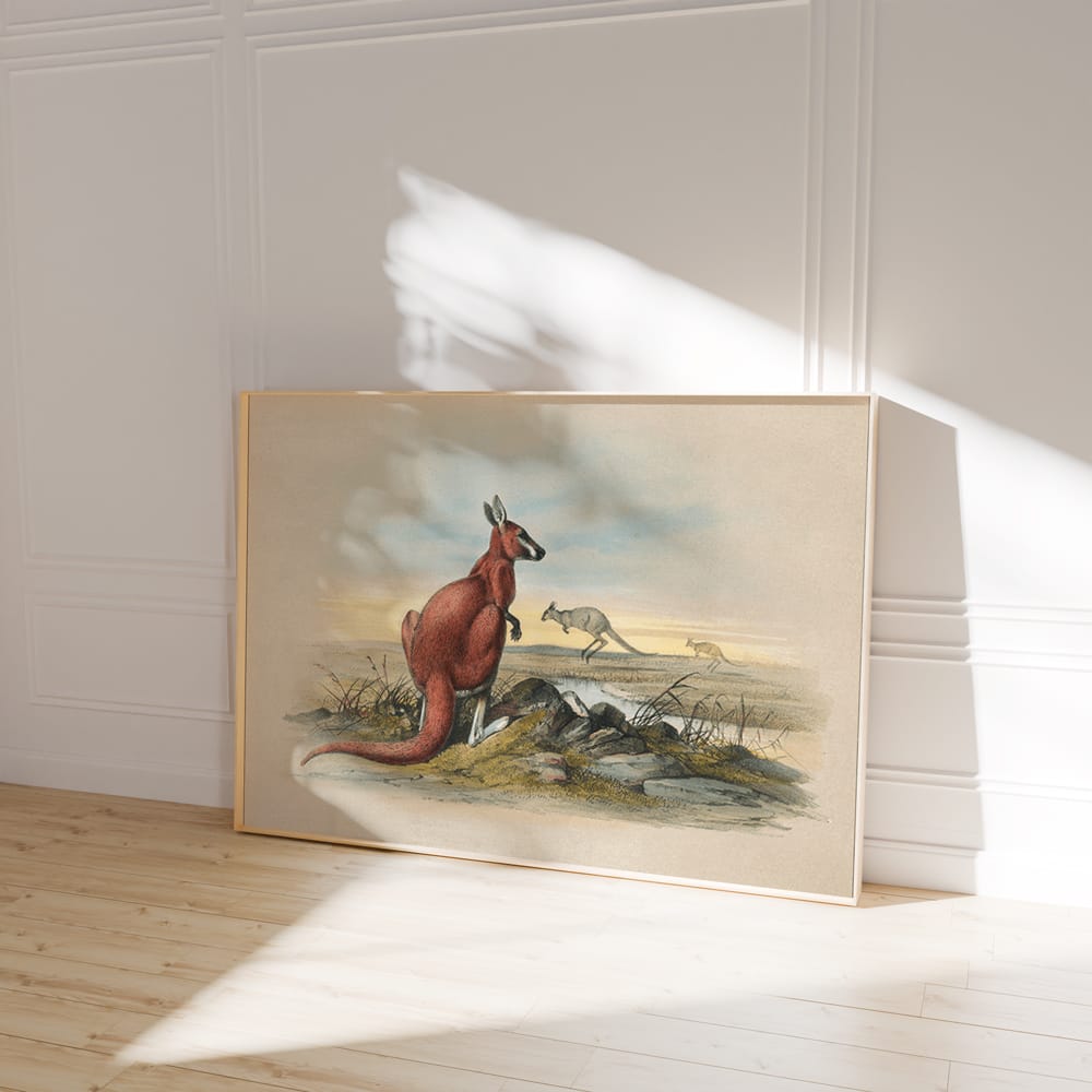 The Red Kangaroo