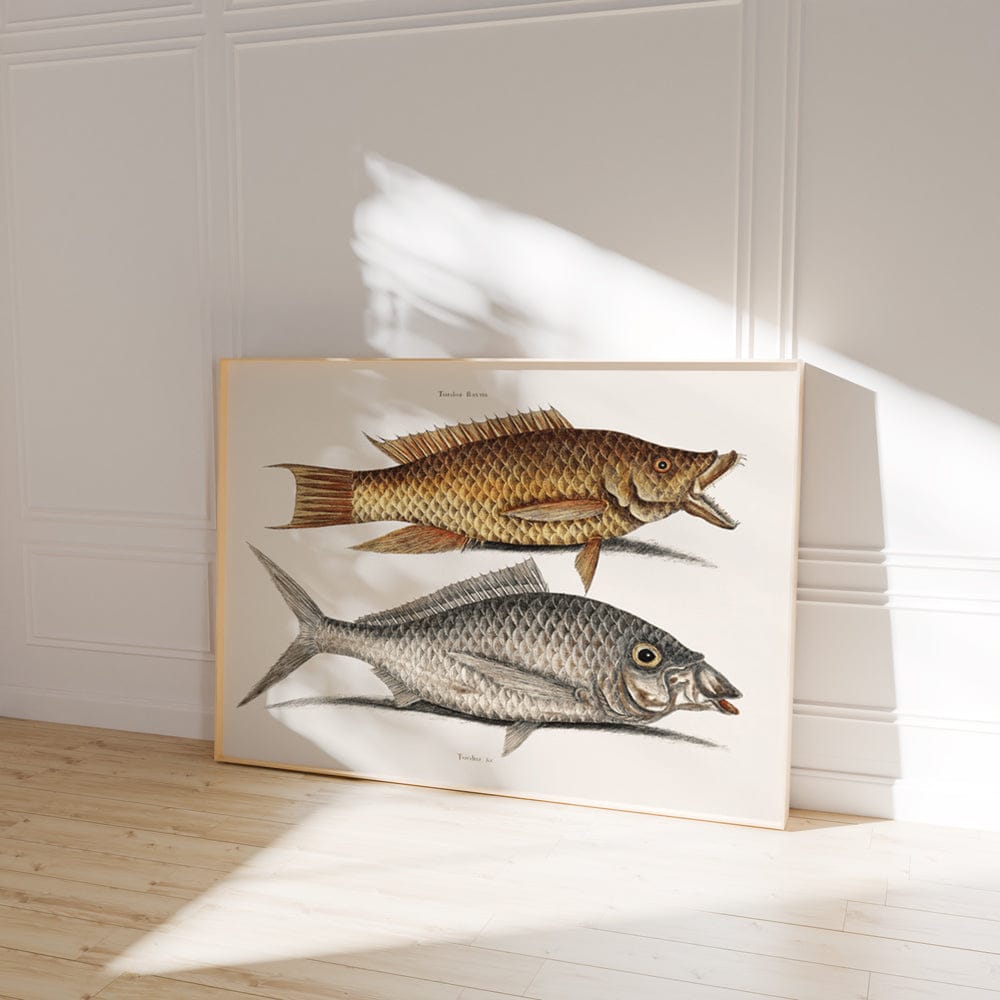 Hog Fish (Turdus Flavus) Shad Fish (Turdus cinereus peltatus)