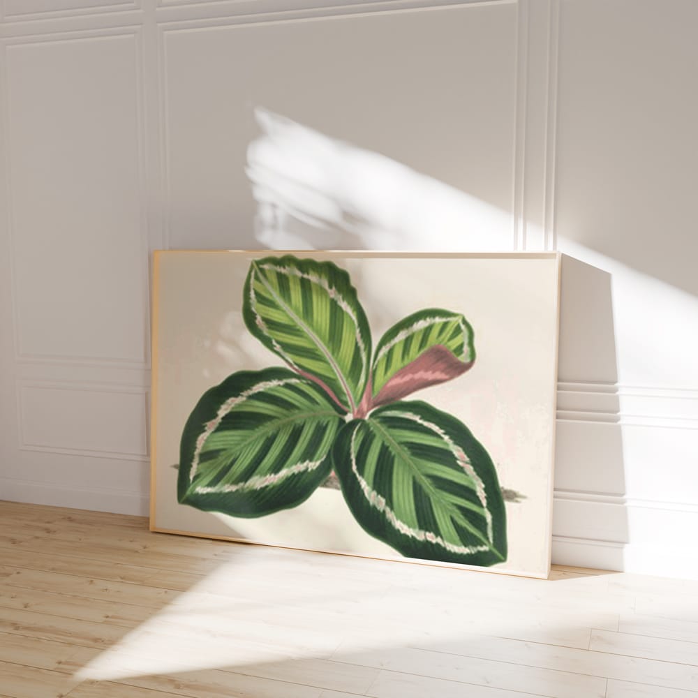 Maranta illustris (1854-1896)