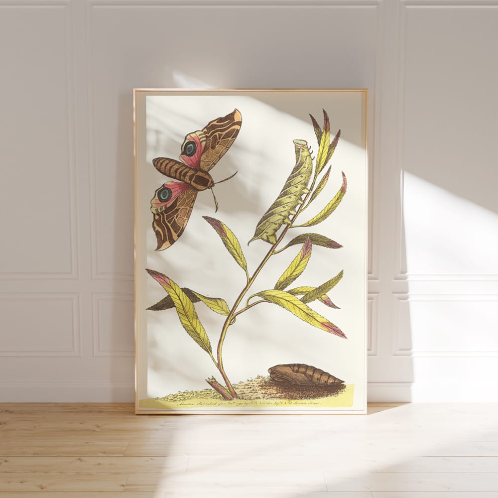 Eye Hawk-Moth