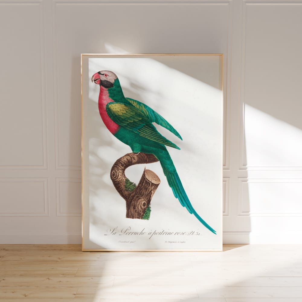 The Red Breasted Parakeet