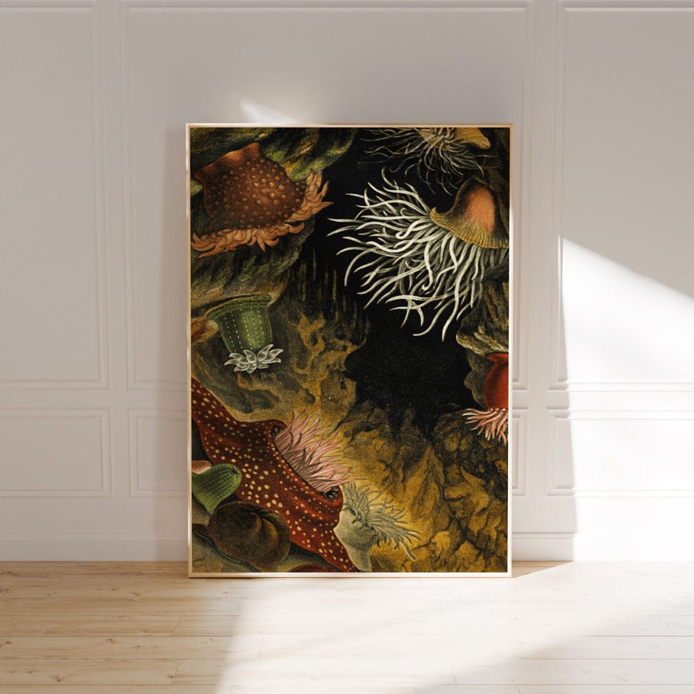 Actinia Mesembryanthemum (1860)