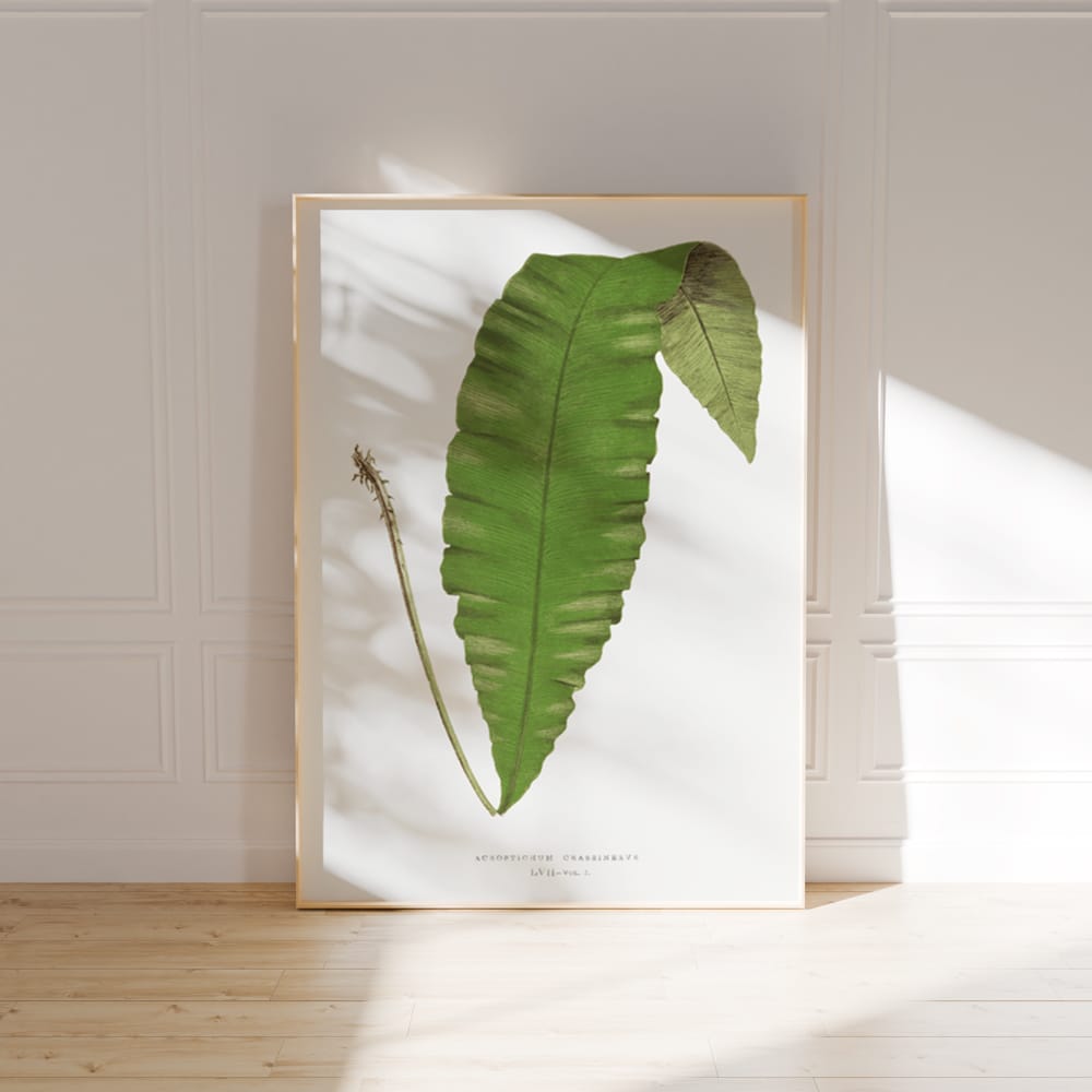 Acrostichum Crassinerve Fern