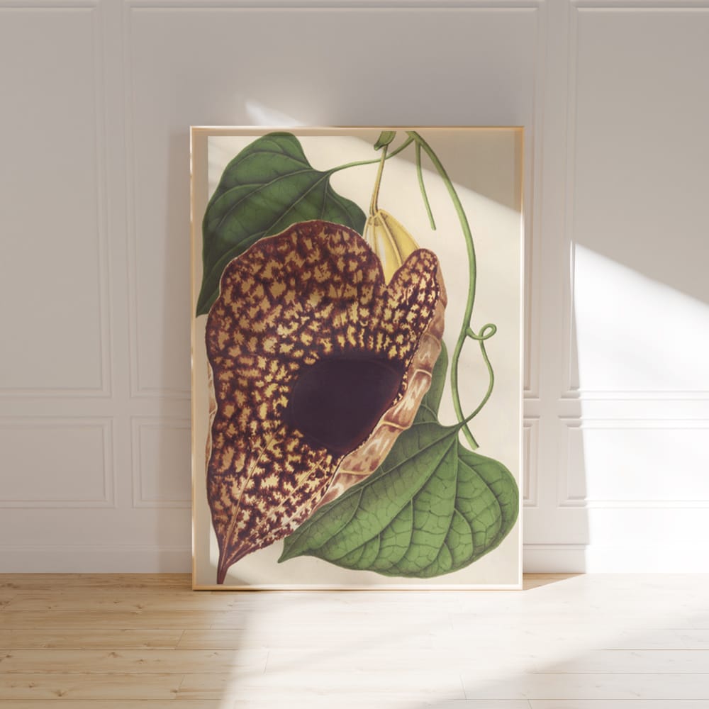 Aristolochia Cordiflora (1854-1896)