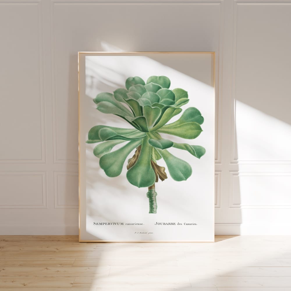 Sempervivum Canariense Succulent