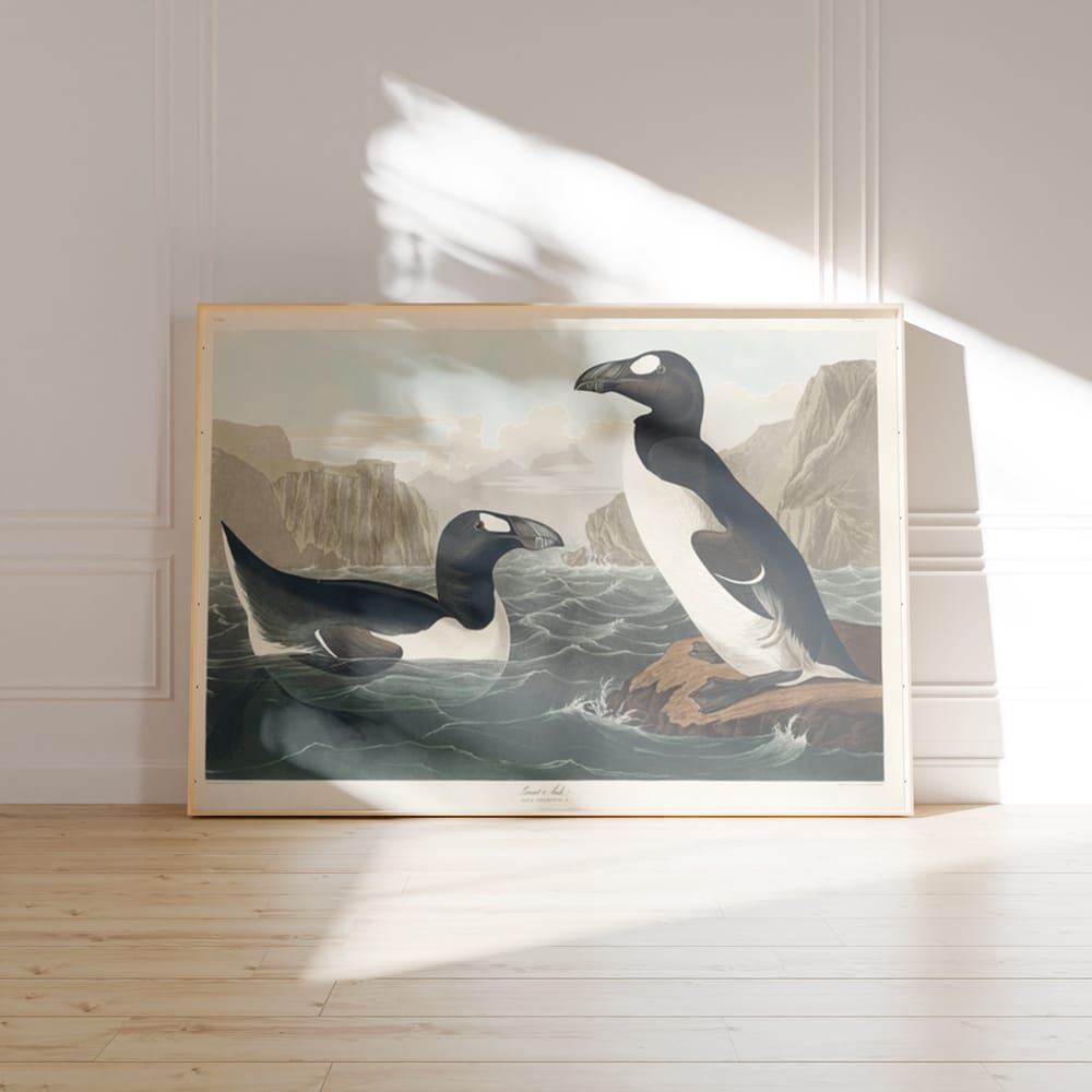 Audubon Great Auk