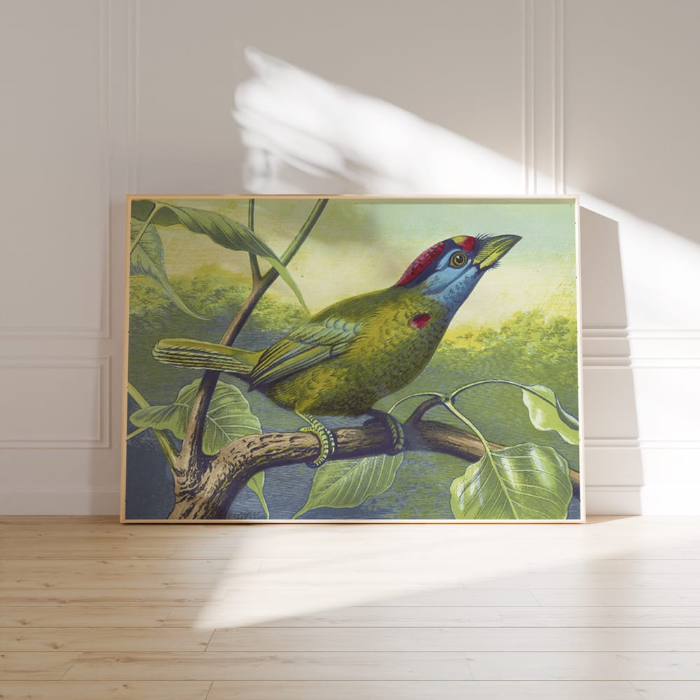 Blue Cheeked Barbet