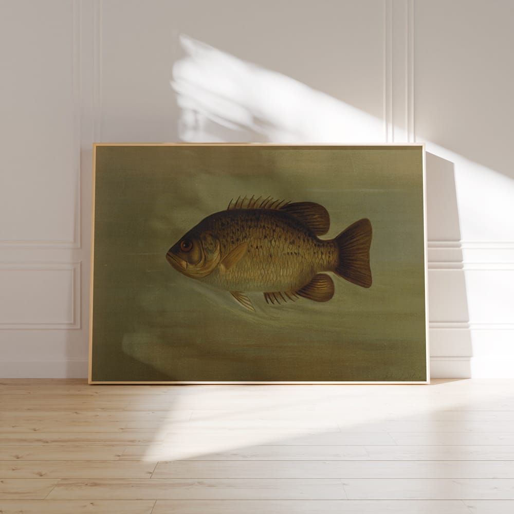 The Common Sunfish