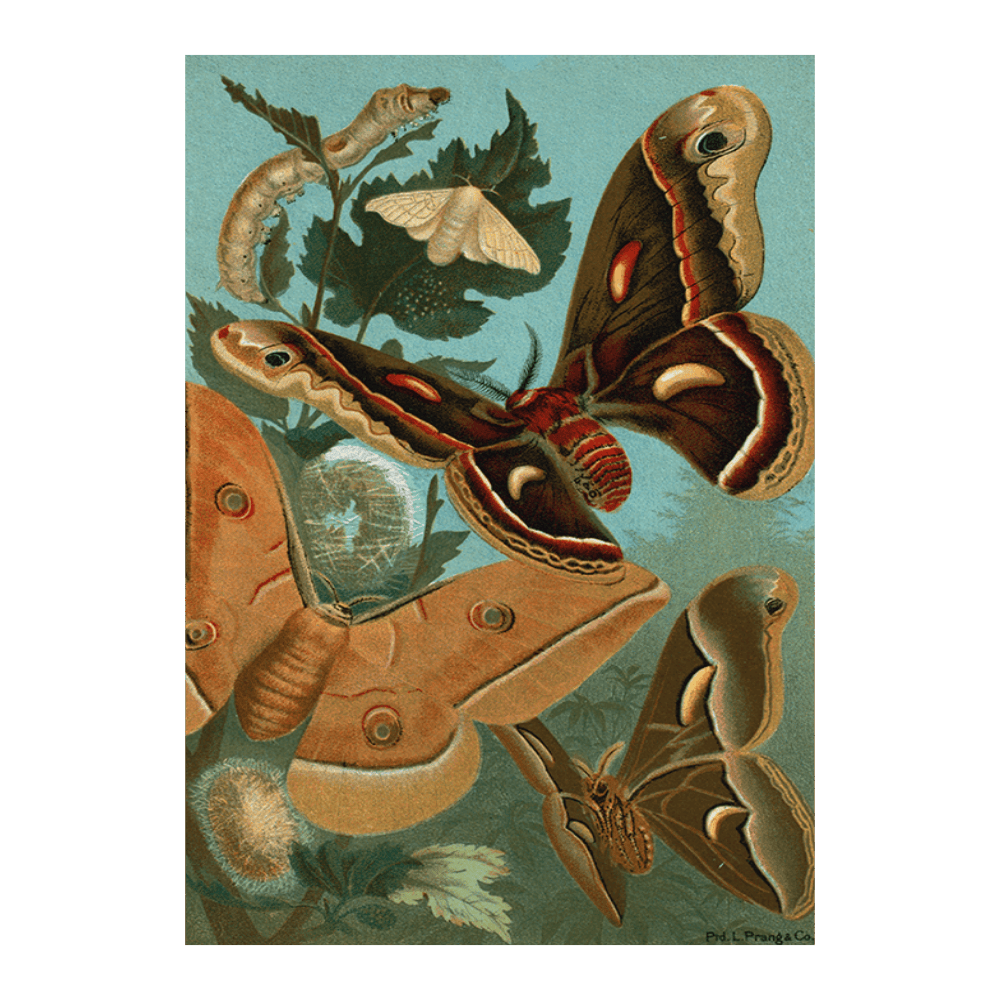 Silk-worm and Moths