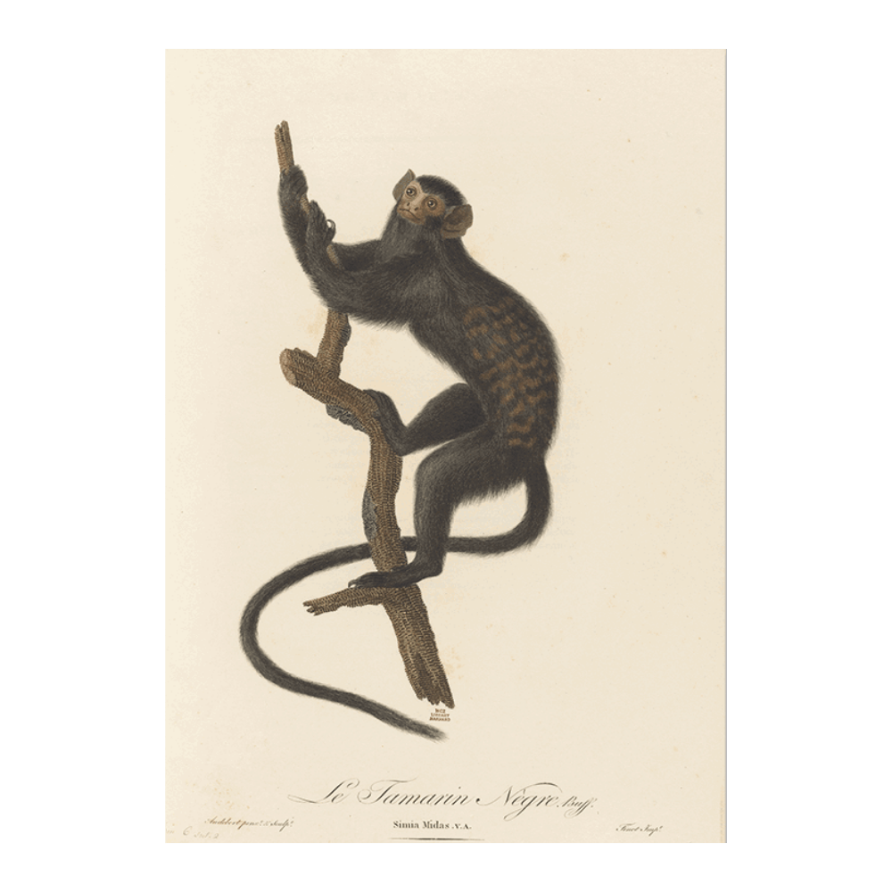 Le Tamarin Negre
