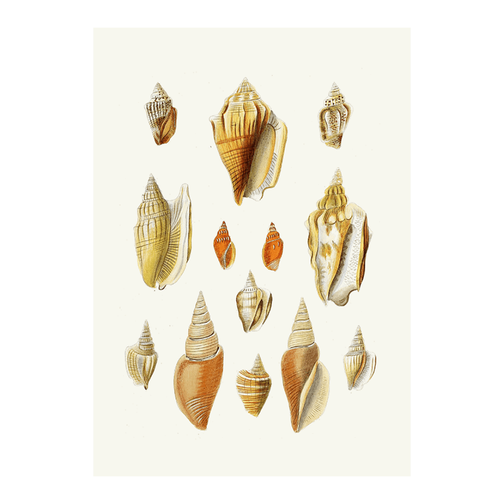 Strombea XVIII