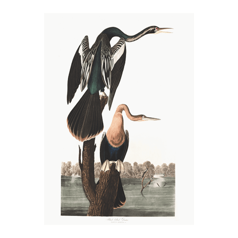 Audubon Black Bellied Darter