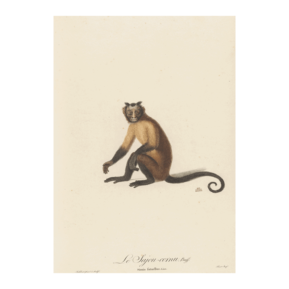 Le Sajou Cornu