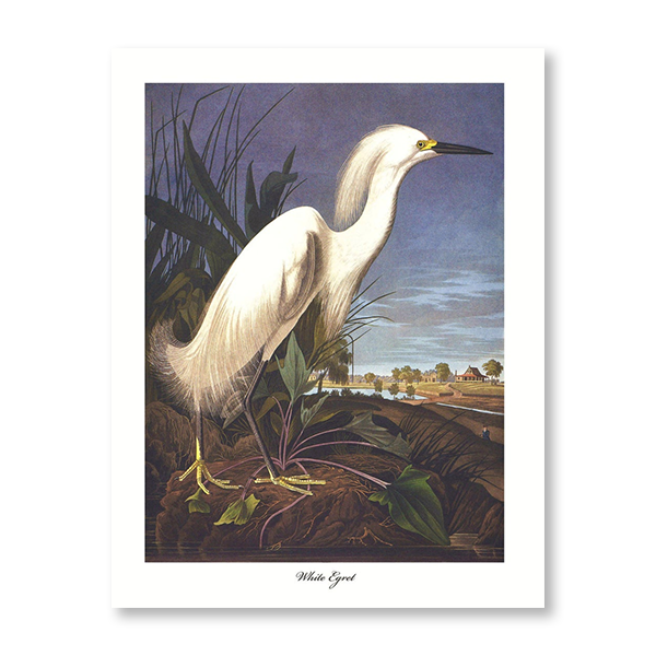 Audubon White Egret